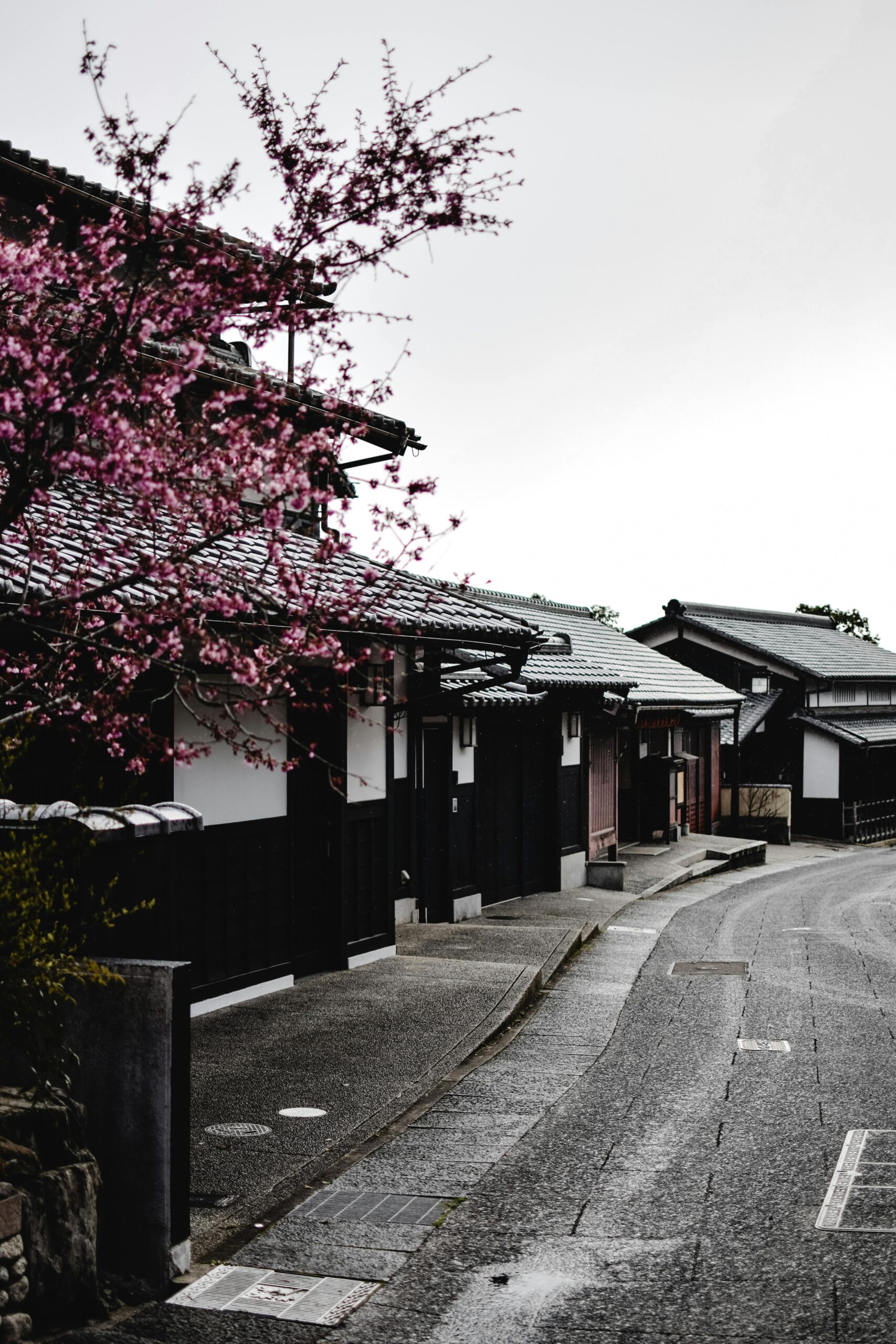 Peaceful view of a traditional Japanese street with cherry blossoms and historical architecture.